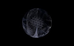 2014 12 15 Shadow Play 032-black.jpg